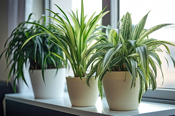 plants on window